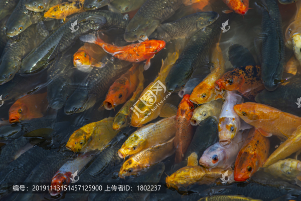 錦鯉