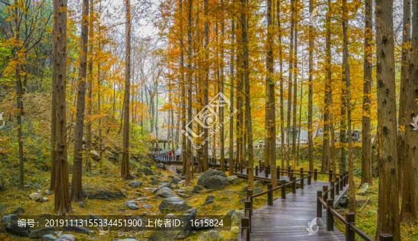 秋天森林小路大畫(huà)幅