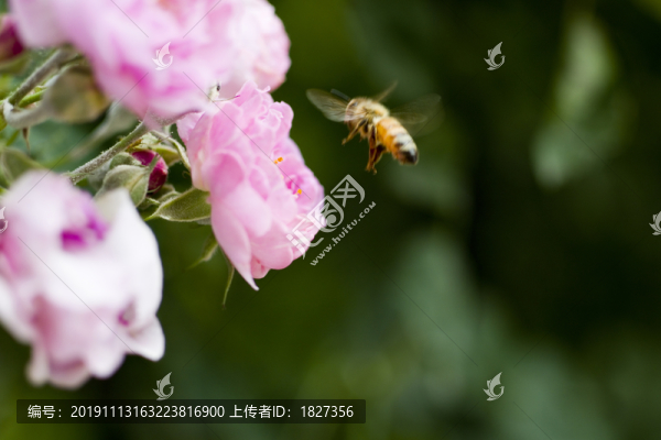 蜜蜂