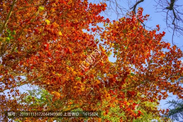 秋天紅葉高清大圖