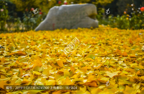 黃葉背景高清大圖