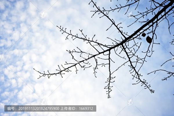 枯樹枝