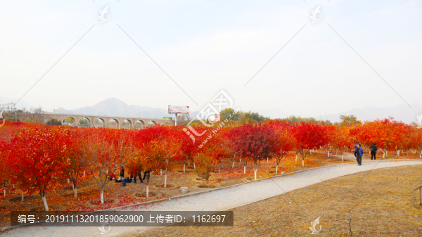 紅楓林