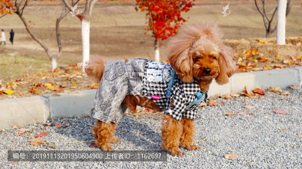 泰迪犬