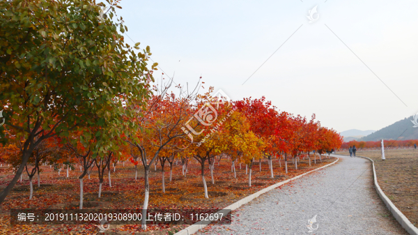 紅楓林