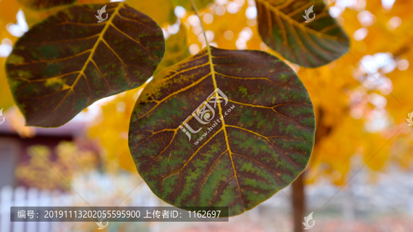 一片楓葉