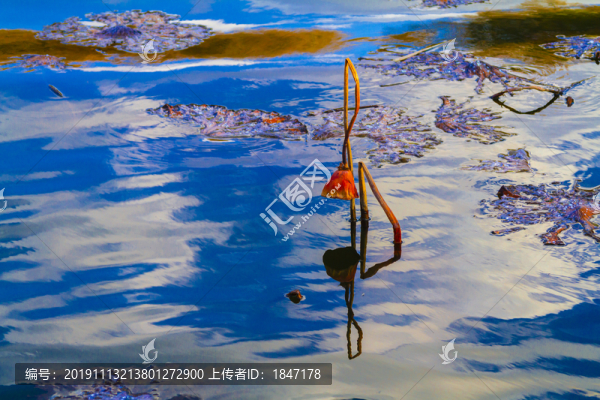殘荷