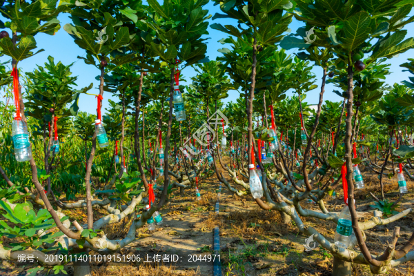 無花果種植