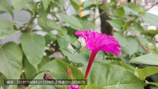 紫茉莉
