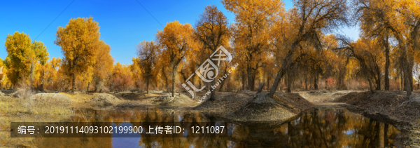 胡楊