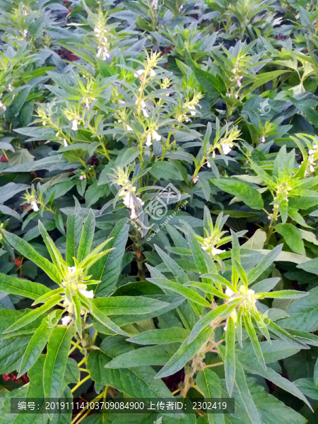 芝麻花開