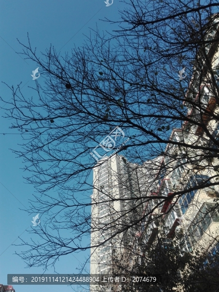 枯樹枝