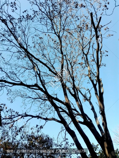 天空樹枝