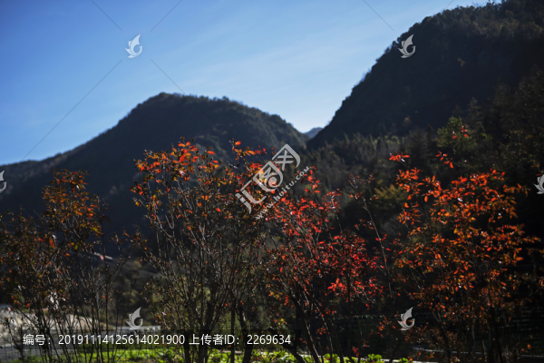 深秋