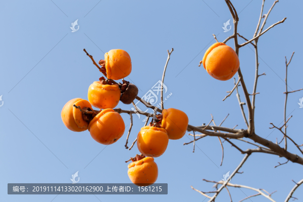 柿子樹