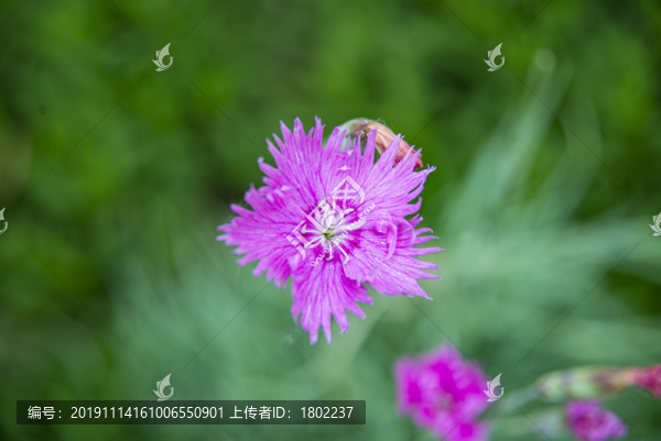 石竹