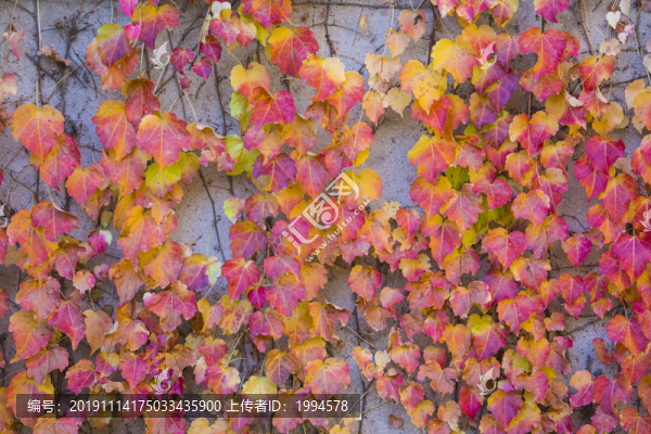 紅葉