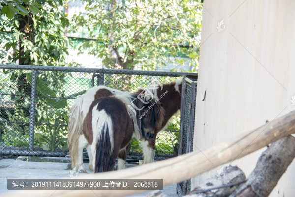馬