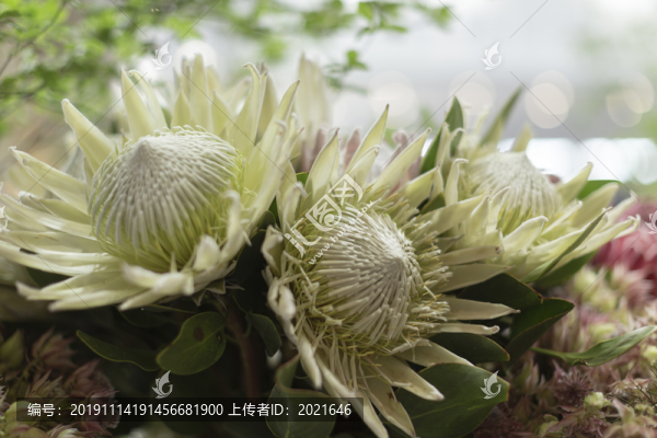 帝王花