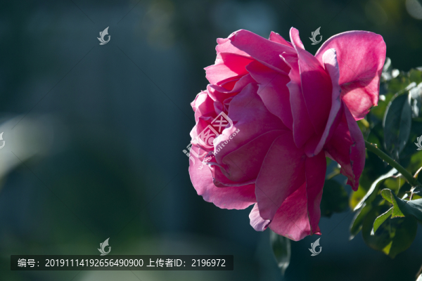 一朵粉紅月季