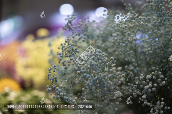 圓錐石頭花