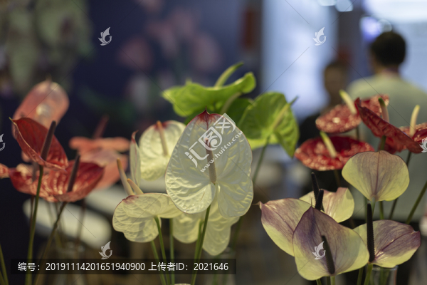 花燭