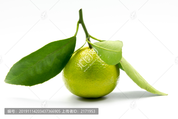 皇帝柑特寫