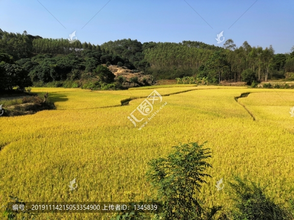 農(nóng)田水稻秋收
