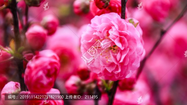桃花開