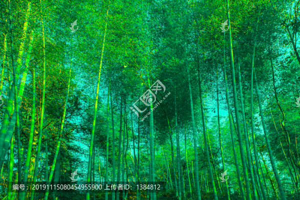井岡山翠竹