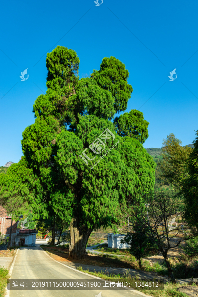 賀子珍故居門前大樹