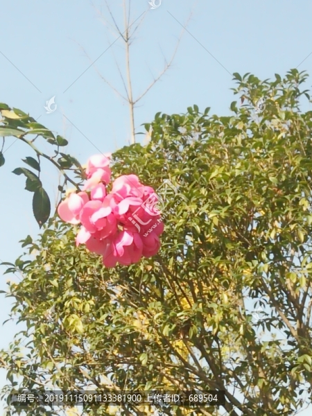 花朵