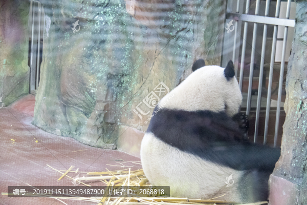 熊貓