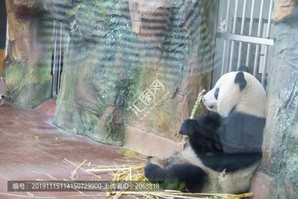 熊貓