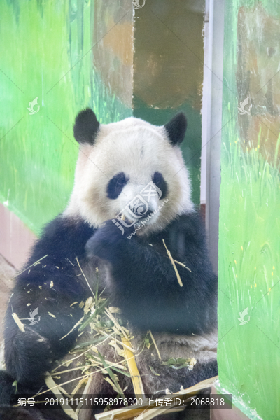 熊貓