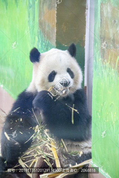 熊貓