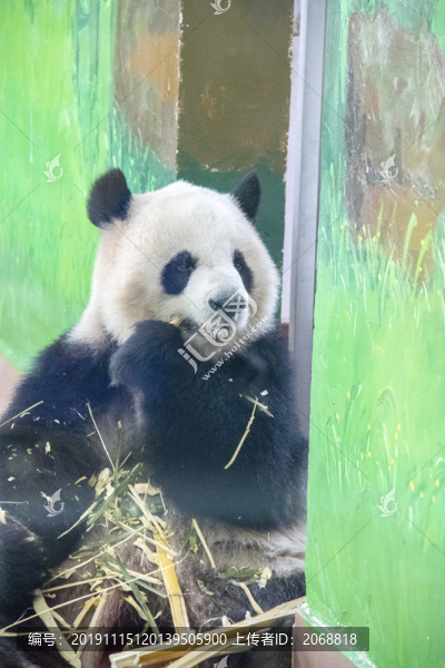 熊貓