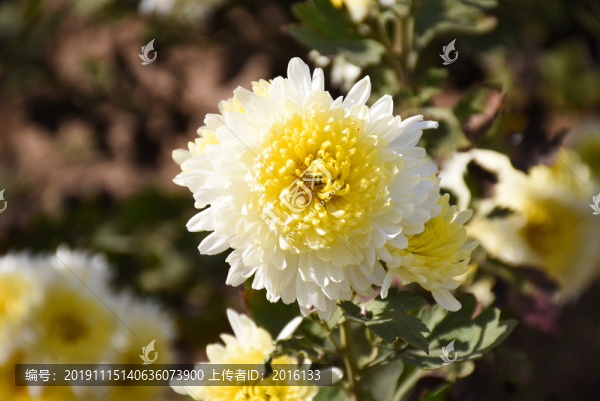 菊花