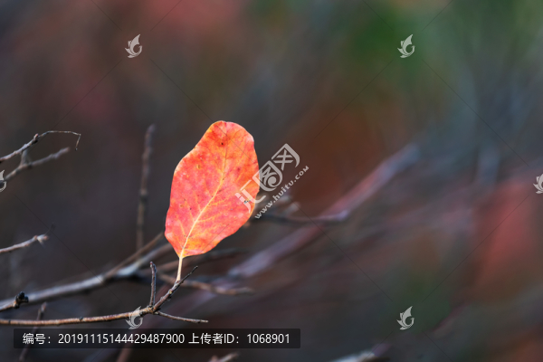 秋天紅葉