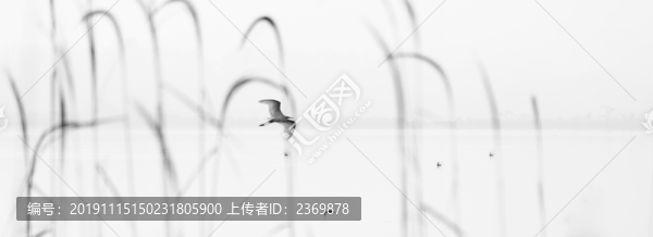 江邊的水鳥(niǎo)