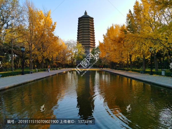 銀杏樹(shù)