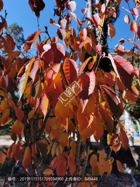 紅葉