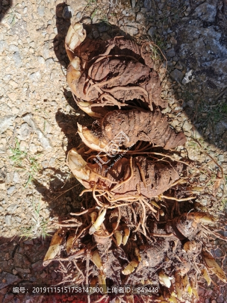 重樓
