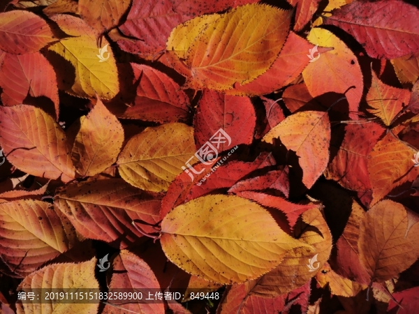 秋天紅葉背景紋理貼圖