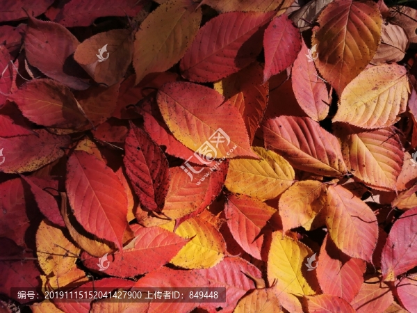 秋天紅葉背景紋理貼圖