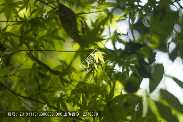 樹葉