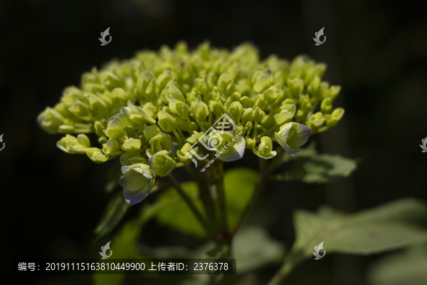 繡球花