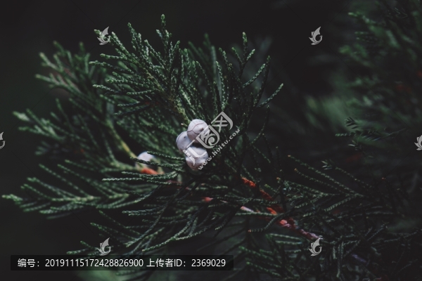 柏樹