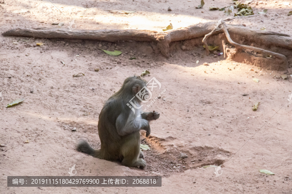 猴子