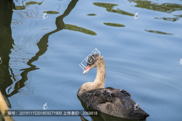 鵝